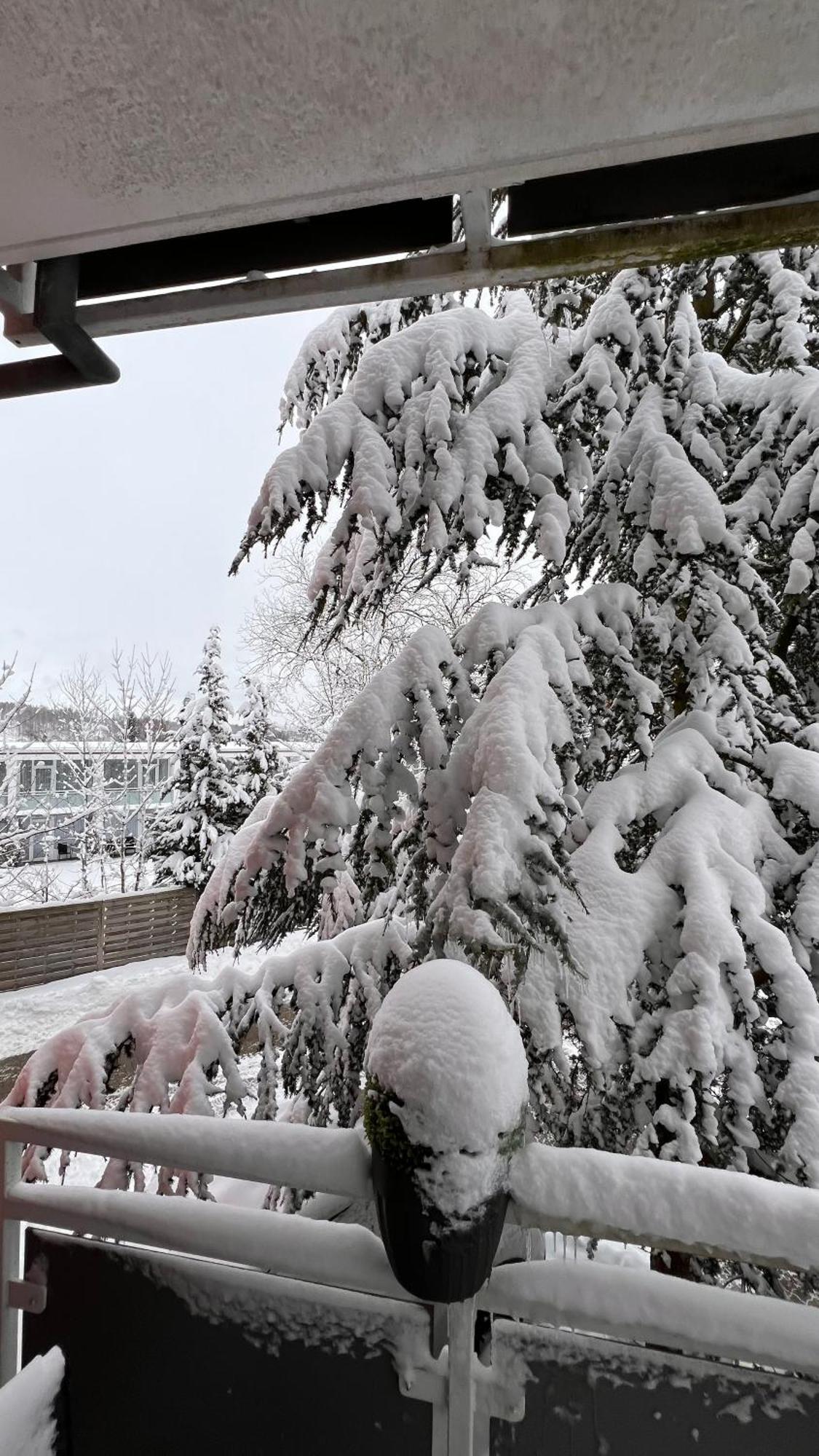 Harz-Rose Apartamento Braunlage Exterior foto